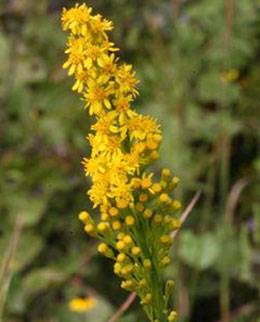 solidago-stricta-crop.jpg
