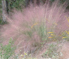 Muhlenbergia capillaris -- Muhlygrass