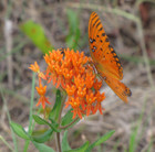 Asclepias tuberosa, Butterfly Milkweed