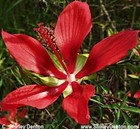 Hibiscus coccineus -- Scarlet rosemallow, Scarlet hibiscus