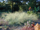 Eragrostis elliottii -- Elliott's lovegrass (Wind dancer)