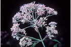 Eupatorium fistulosum (Eutrochium fistulosum) -- Joe Pye weed