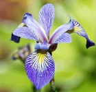 Prairie Iris -   Iris hexagona
