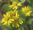 Chrysopsis mariana -- Maryland goldenaster