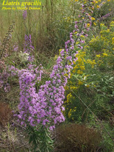 Photo by Shirley Denton