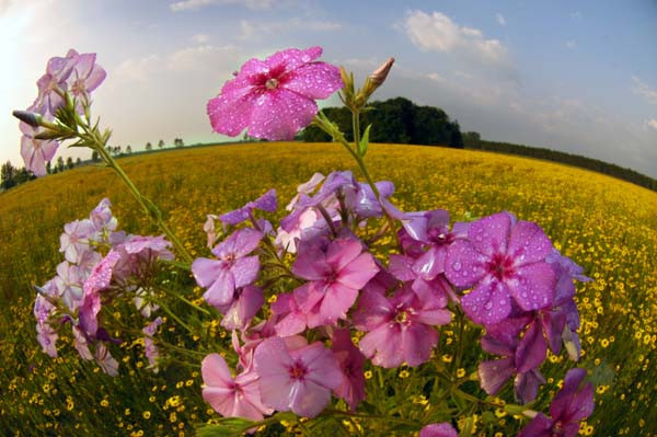 Phlox drummondii - Drummond Phlox, Annual Phlox - Florida ...