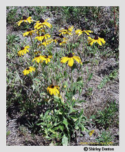 Photo by Shirley Denton