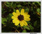 Helianthus debilis - Beach Sunflower