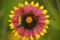 Gaillardia pulchella - Blanketflower