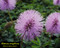 Mimosa strigillosa - Powderpuff
