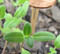Helianthus debilis - Beach Sunflower
