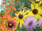 Beach Wildflower Mix
