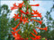 Ipomopsis rubra - Standing Cypress