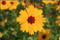 Coreopsis basalis - Goldenmane Tickseed