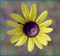 Rudbeckia hirta - Blackeyed Susan