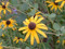 Rudbeckia mollis - Softhair Coneflower