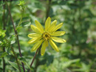 Silphium asteriscus -- Starry rosinweed