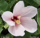 Hibiscus grandiflorus -- Swamp rosemallow