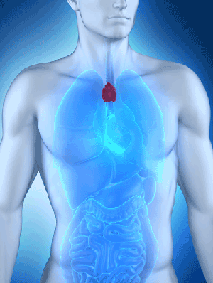 The Thymus Gland and its Function and Disorders - Meditrend, Inc.