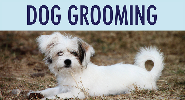 dog-grooming-1.jpg