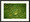 Brain Coral | Charlene deJori | Ebony frame