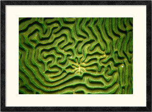 Brain Coral | Charlene deJori | Ebony frame