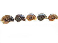 Ammonite Fossil Strand Polished 2 Sides - by the strand(57118)
