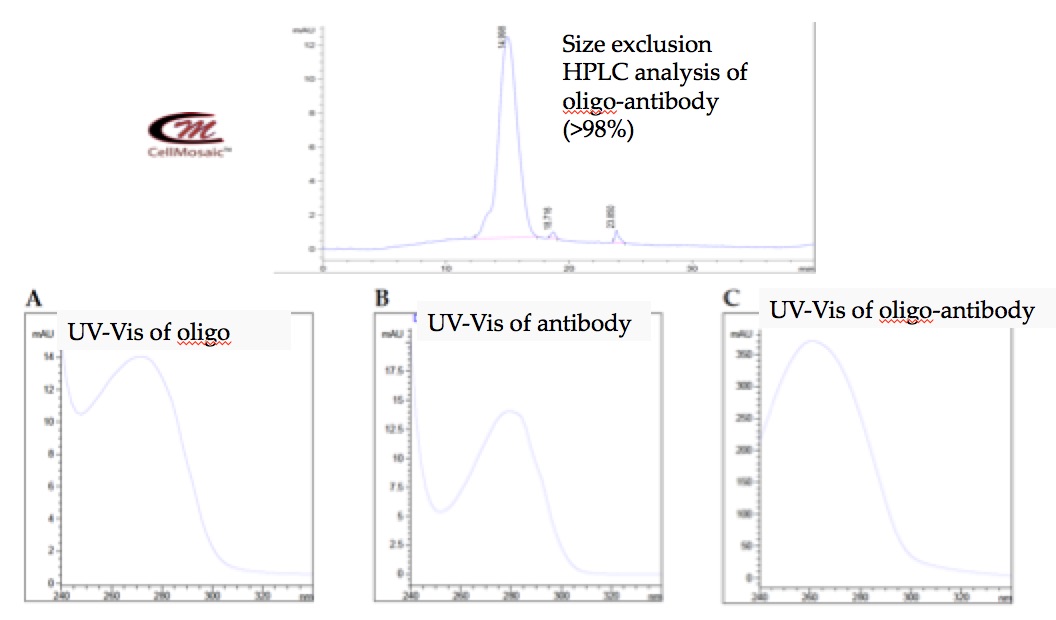 Synthesis and purification of oligo and antibody conjugates at CellMosaic (shown below): >98% conjugates by size exclusion HPLC, characteristic UV spectrum of Ab (280 nm) and oligo (260 nm).
