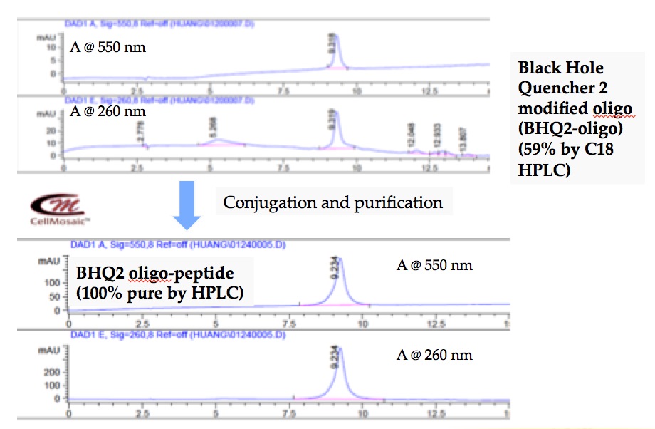 Synthesis and purification of a black hole quencher 2 (BHQ2) modified oligo and peptide conjugates at CellMosaic (shown below): customer supplied starting oligo is only 59% pure. We are able to obtain over 99.9% pure of single labeled BHQ2 oligo-peptide conjugate. Product elutes earlier than BHQ2-oligo does and has characteristic UV spectrum of BHQ2 (550 nm) and oligo (260 nm).