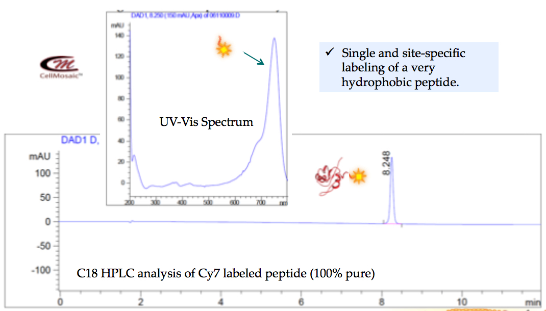 Fluorescent labeling of a hydrophobic peptide at CellMosaic (shown below): over 99.9% pure by HPLC.