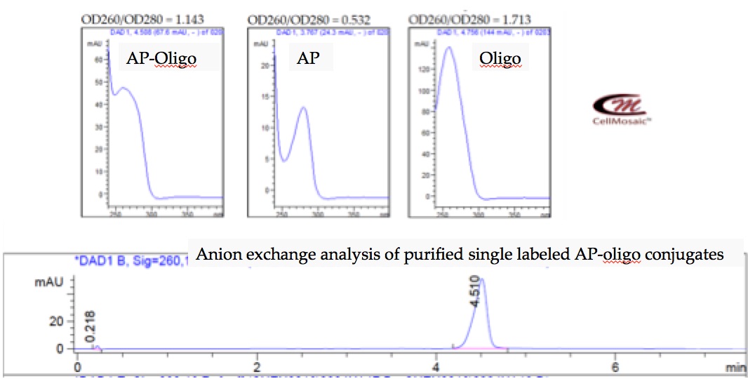 Synthesis and purification of a single-labeled AP-oligo conjugates at CellMosaic (shown below): >99.9% pure by anion exchange HPLC, characteristic UV spectrum of AP (280 nm) and oligo (260 nm). 