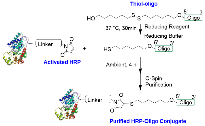 HRP-thiol oligo conjugate labeling chemistry/ reaction scheme