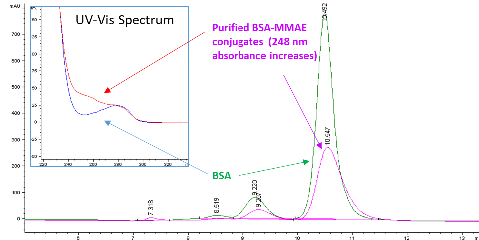SEC/UV HPLC analysis of BSA (green/blue trace) and purified conjugates (purple/red trace).