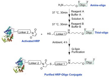 HRP amine oligo conjugation chemistry/reaction scheme
