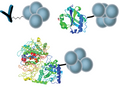 SepSphere™ Antibody/Protein/Enzyme Immobilization Kit via Glutaraldehyde