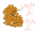 Peptide/Protein—KLH Conjugate