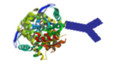 Antibody-Protein/Peptide Conjugate
