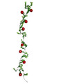 65" Apple Garland (A1145)
