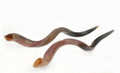 Yemenite Shofar (SH-SHY) Select Size
