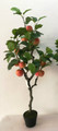 Apple Tree - Big Apples