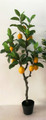 Lemon Tree - Big Lemons
