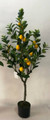 Lemon Tree - Small Lemons