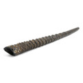 Extra Large Oryx Shofar-29"-30" (SH-ORYX)
