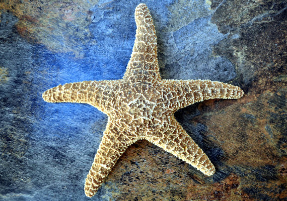 Large Sugar Starfish (6-7") - Piaster Ochraceus - Seashell Supply