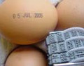 Date Stamp for Egg Marking