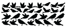 Bird Wall Decal Stickers Peel and Stick Flying and Sitting Removable and Reusable Vinyl Wall Art Decor Addon For Large Tree Decals #1387