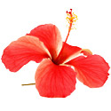 ing-hibiscus.jpg