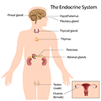 Health Concern:  Endocrine Support