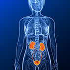 Health Concern:  Kidney & Urinary