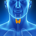 Health Concern:  Thyroid Support